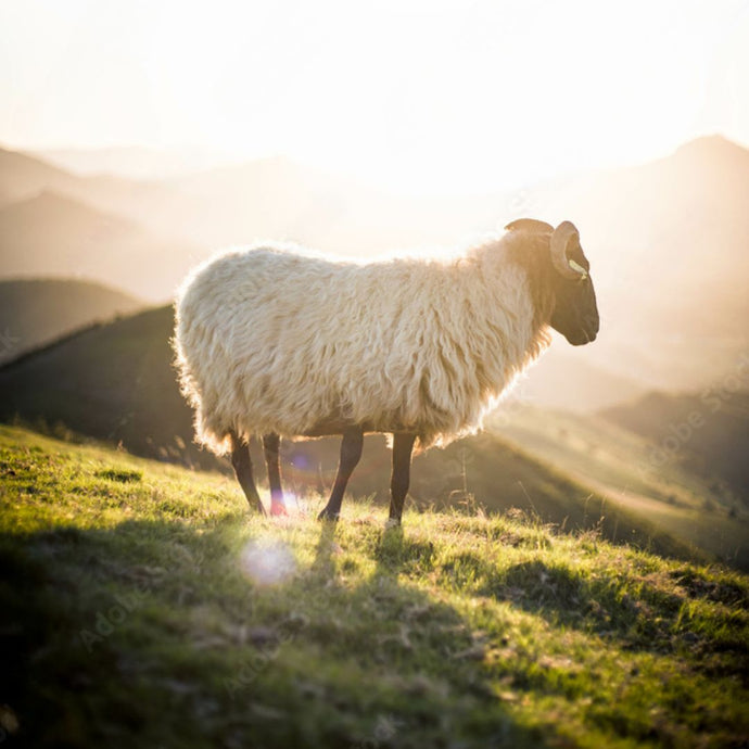 La laine des Pyrénées pour des créations pour bébé toujours plus qualitatives