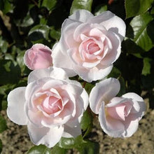 Charger l&#39;image dans la galerie, Roses du Jardin - Bougie parfumée Artisanale, Naturelle, Écologique et Eco-responsable - Senteur fleurie - botanique.
